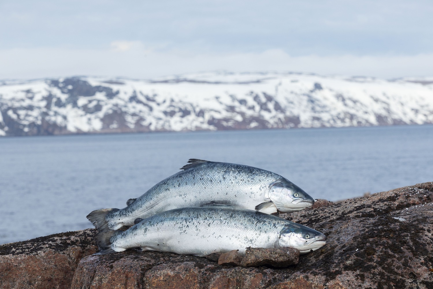 инарктика 002р 01